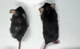 Laboratuvar Hayvanlarının Yaşam Süresini Uzatan İlaç Keşfedildi